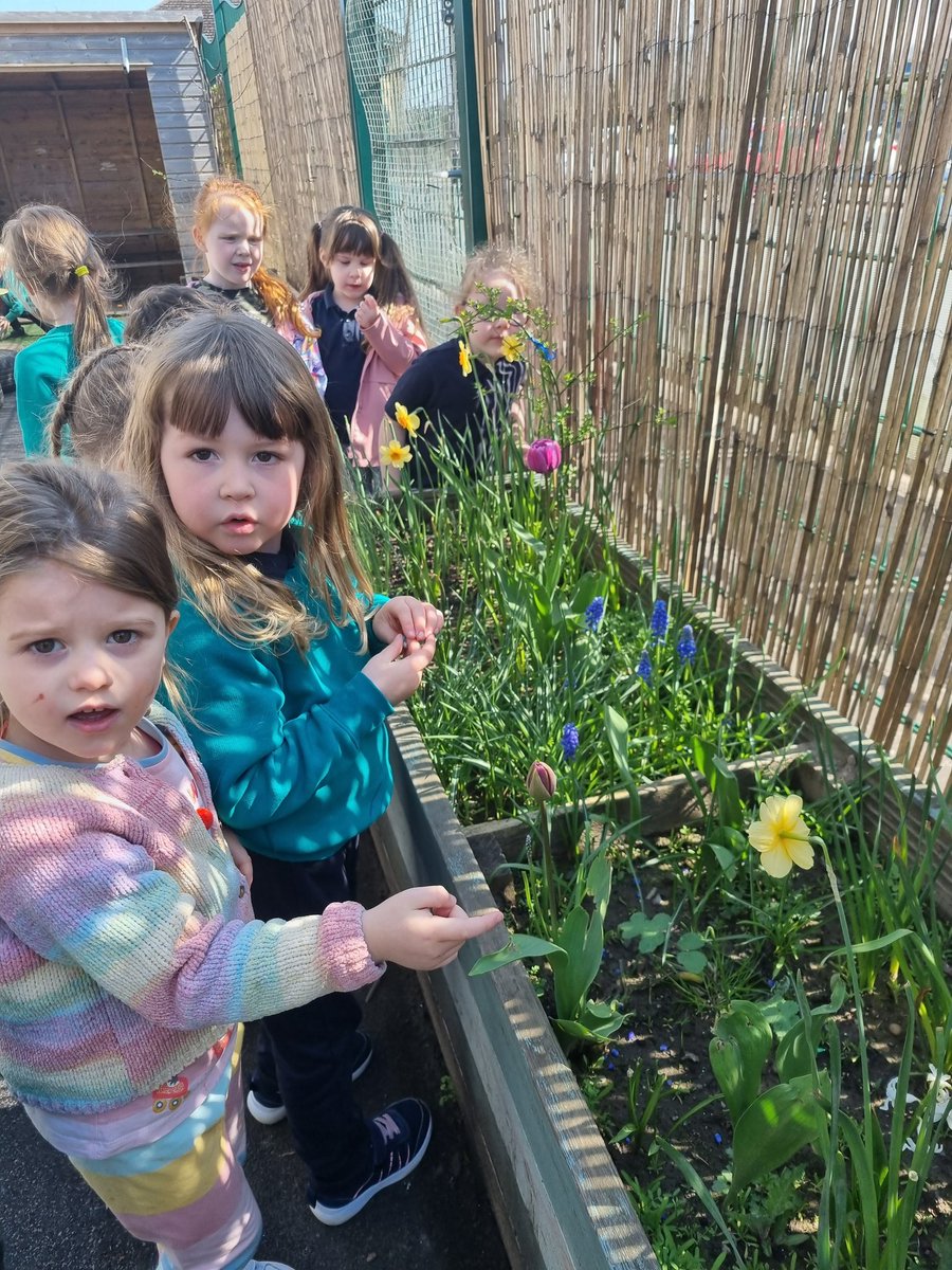 antonineps_nurs's tweet photo. We returned to ELC and noticed that our plants and flowers have grown over the holidays
E" this on smiles nice"
I " Look this one hasn't opened yet"
#frobel #antosocialstudies #myworldoutdoors https://t.co/77fbQVevB0