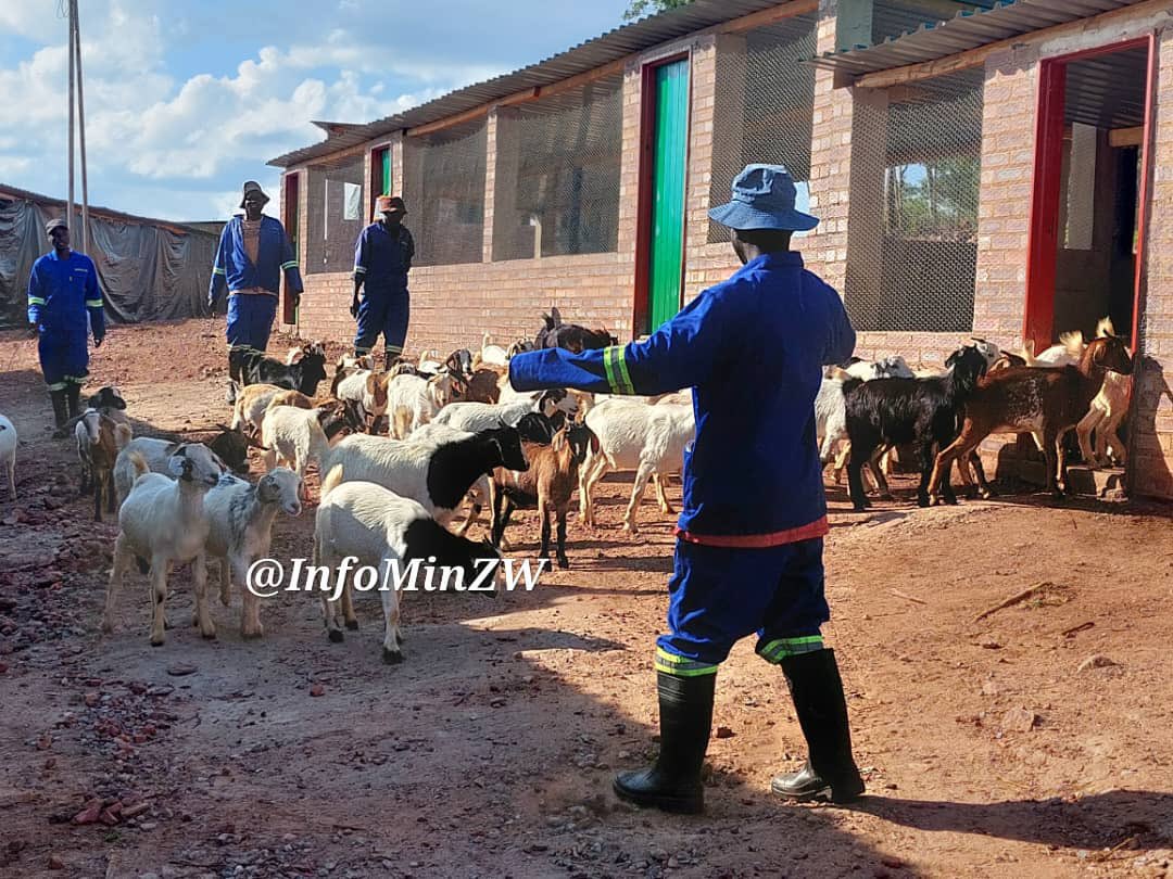 KWEKWE DISTRICT 
Govt through <a href="/nssazw/">National Social Security Authority (NSSA) Zimbabwe</a> is implementing a Commercial Goat Farming project at Woodlands Farm in Kwekwe. The project is currently on its first phase where infrastructure is being developed, including dip tanks, paddocks, pens, perimeter fences and staff quarters.