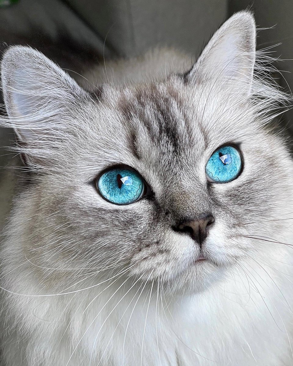 RagdollsClub's tweet photo. Those eyes 😍😍🥹
#ragdoll #ragdollkitten #ragdolllovers #featured_whiskers #cutecats_oftheworld #catantsy https://t.co/b1Zp63X6JD