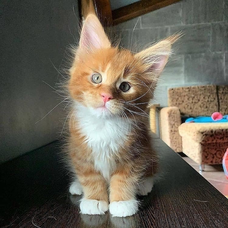 Little cutie 😍
#mainecoon #mainecooncat #mainecoone #mainecoons #meowed #weeklyfluff #redcat #mainecoonkitten #bigcat #lion #redmainecoon #mainecooncorner #mainecoonlover #redmainecoon #mainecooncorner