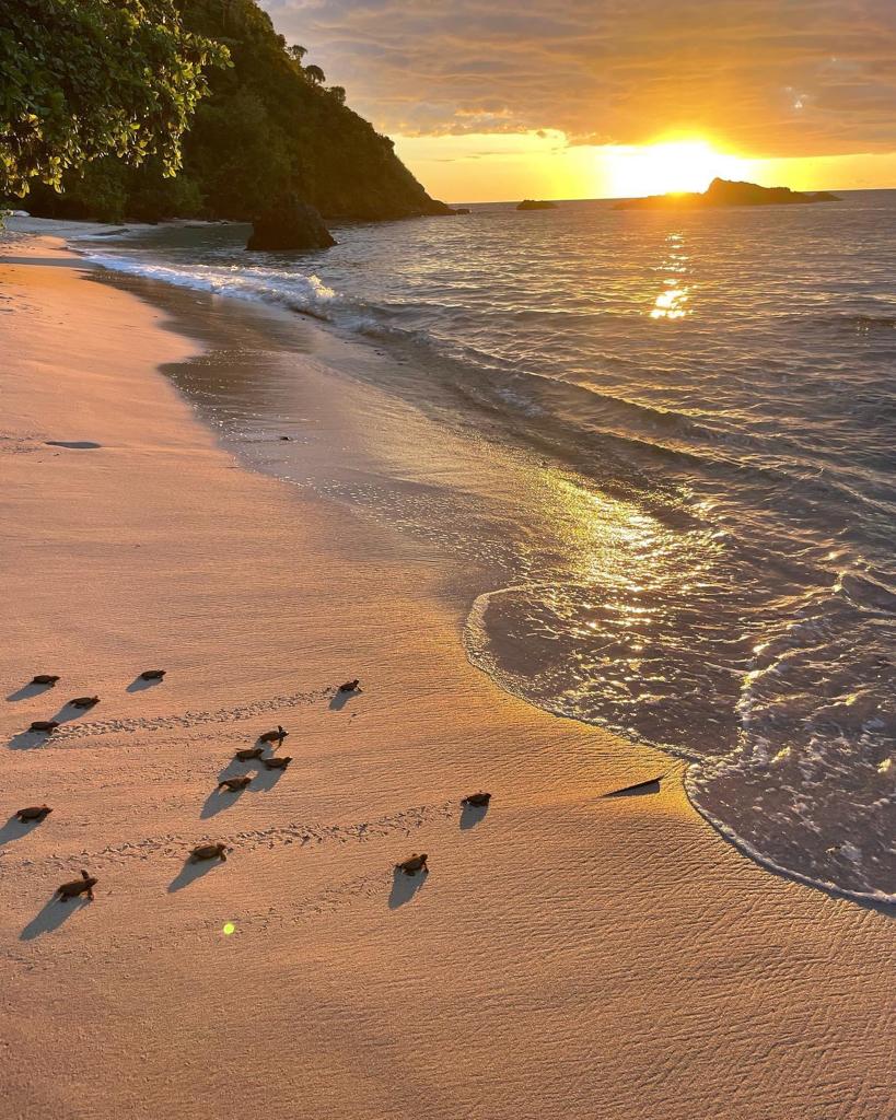 fine_consulting's tweet photo. Getting first-hand experience of African marine protected areas and healthcare in remote areas of the continent.

Mandi Fine
#madagascartravel #healthcare #turtles #fine #finegroup #finegroupconsulting #fineforgood #finechange https://t.co/93BH1fnXSW