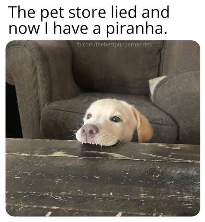 WholesomeMeme's tweet photo. https://t.co/Jb5FrmpcSS