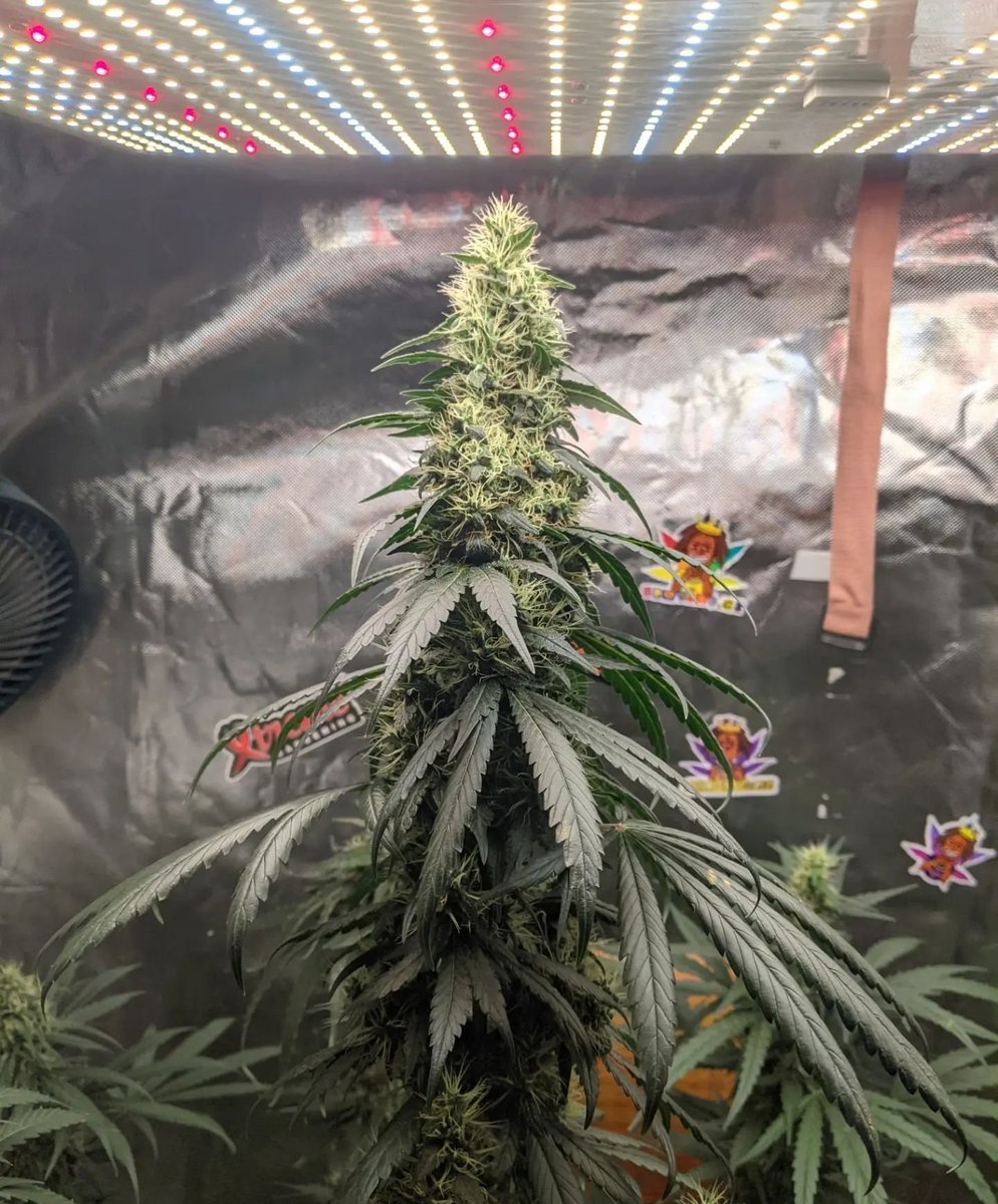 kriyagrow's tweet photo. #MatanusK @GeaSeeds
@SimProFormula
#CannabisCommunity #WeedLovers #THC #CBD #Mmemberville #cannabisindustry #Weedmob https://t.co/6E2m1RRBlj
