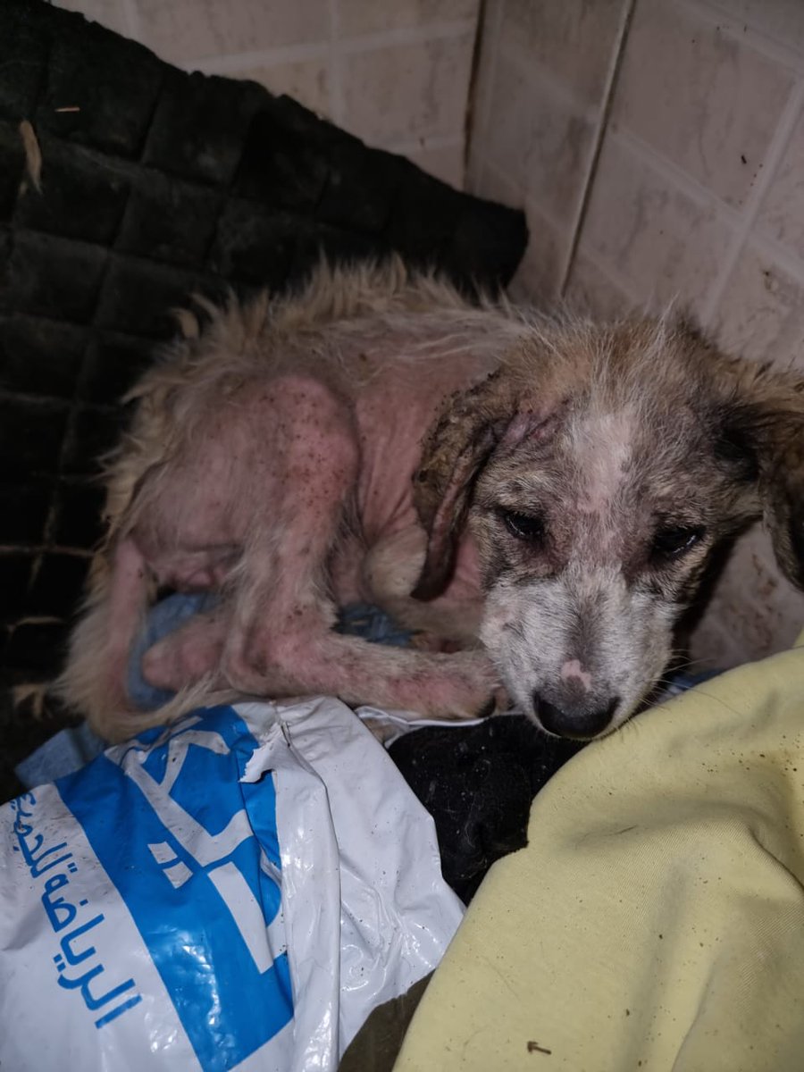 BraidyHussein's tweet photo. Rescued her like this https://t.co/2ODIndacVD