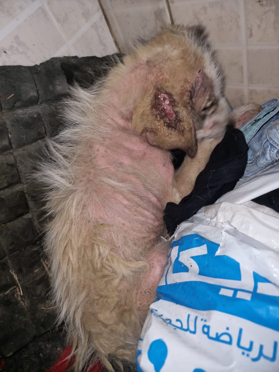 BraidyHussein's tweet photo. Rescued her like this https://t.co/2ODIndacVD