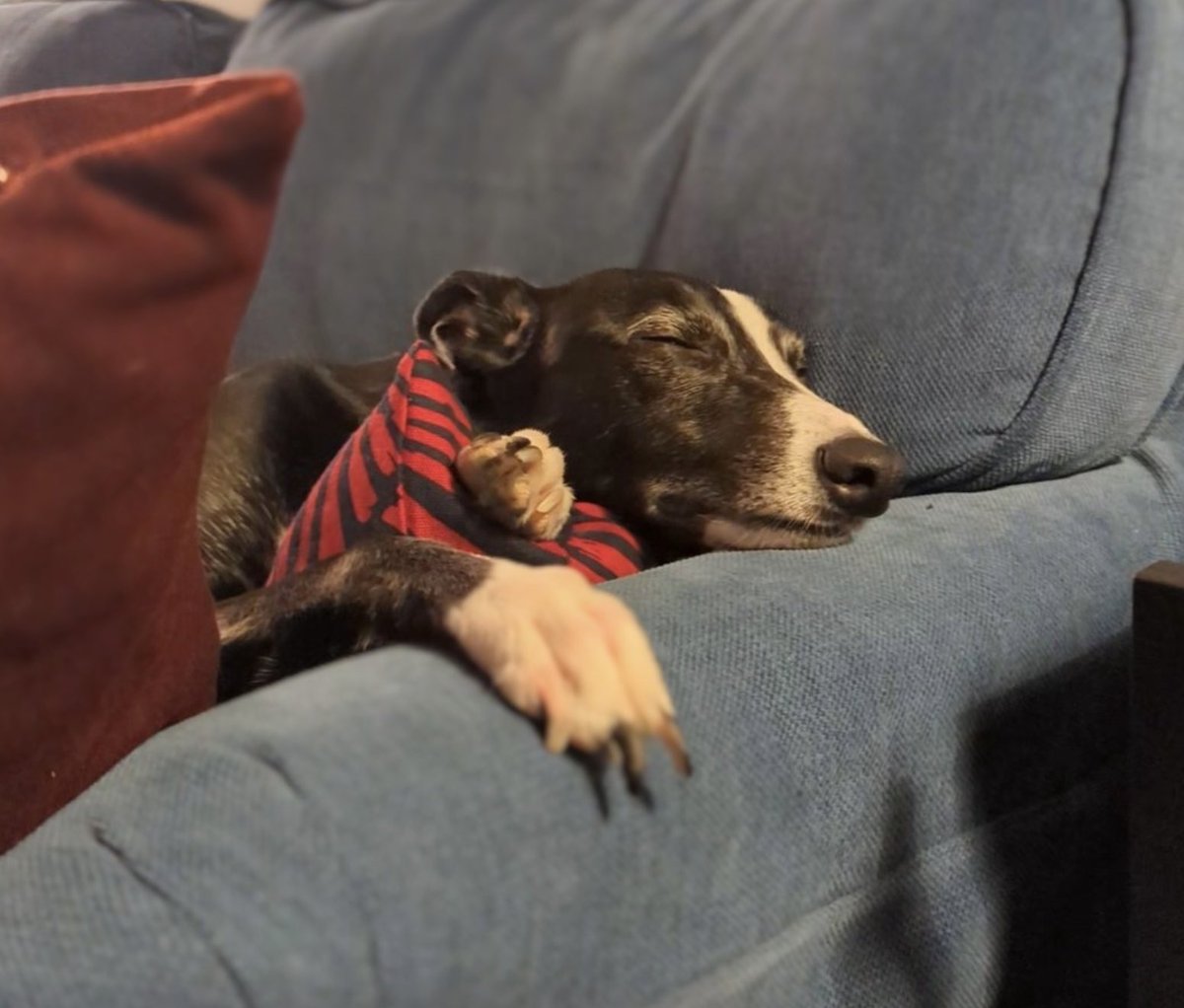 FrelliottScott's tweet photo. @MumbrianSpinner Here’s my dog called Milo, also nice and comfy…… https://t.co/LD6fhSVCKV