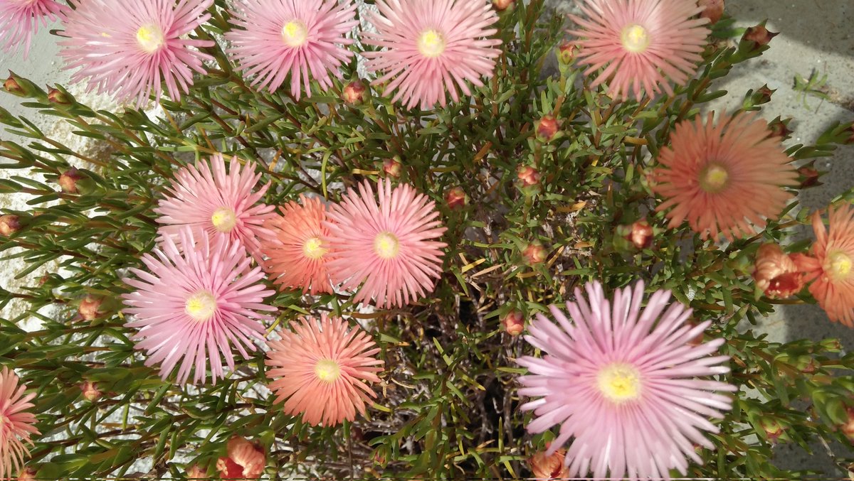 JabKnit's tweet photo. Everyone knows? 
#FLOWER #spring #blooming #beautiful https://t.co/LunwdZQ3Ob
