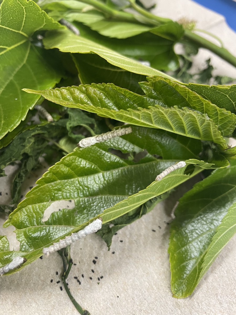 PreSchoolFamily's tweet photo. Our silk worms are getting bigger! Our 2s, 3s, and dinner classes are loving watching these creatures. Our "wonderful worms" have "no teeth, no ears, no eyes, no clothes, no feet, no bones. They've got a mouth they chew and they chew. That's what those worms are supposed to do." https://t.co/q55N745u74