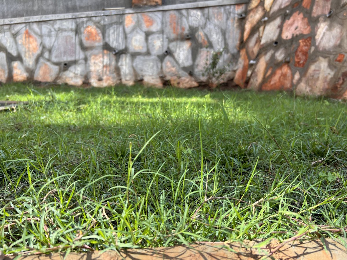 nyanda_works's tweet photo. With patience &amp; persistent nurturing, the lawn is slowly showing up. 

Nyanda Works 
#mergingstructureandnature in Uganda 
https://t.co/qTkOJUig6q
0705099924

#naturephotography #naturelovers #nature #grass #landscape_lovers #climatechange #climateaction #climateemergency https://t.co/59S7xalJMo