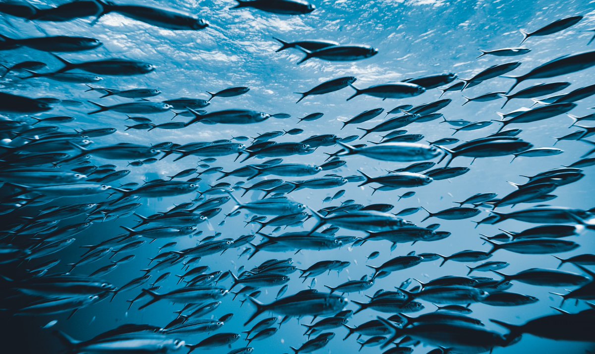 VSinkevicius's tweet photo. On the right track! 

@Europarl_EN has voted positively on the @wto Fisheries subsidies agreement.

A crucial step to fight harmful subsidies that deplete our fish stocks &amp; stand for our oceans! https://t.co/mt1FdkpDPX