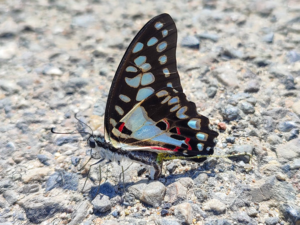 #ButterfliesOfTwitter🦋
Life is short. Focus on what really matters most; you should change your priorities over time. - Roy T Bennett
Pic- Common Jay 🦋 
#BBCWildlifePOTD #WaytoWild #ThePhotoHour #photography #natgeoindia #beautiful #photo #wildlife #Butterflies #thursdaymorning