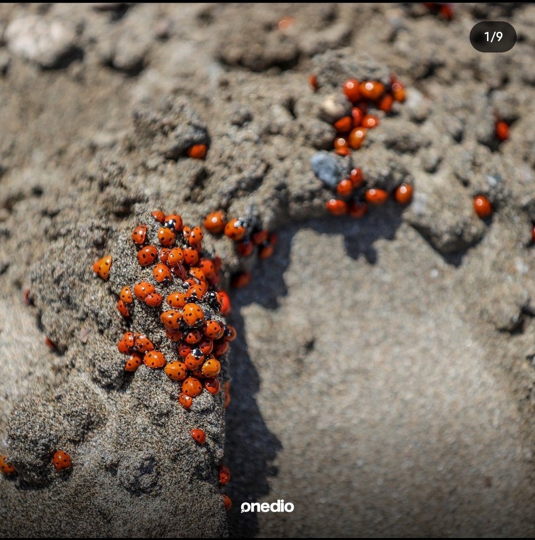 tazeortmen's tweet image. Bahar güzelliklerle geliyor.. #samandağ #Hatay #uğurböcekleri