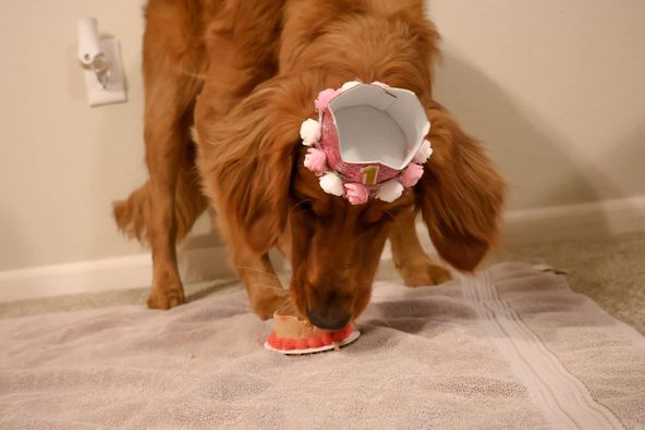 labrador899's tweet photo. Our Oakley girl is 1!! She had the best day filled with all of her favorite things, and of course a little cake!📷
#Labrador_Retriever #Labrador #DogeDay #happybirthdaydog https://t.co/nWzSHF0HQa