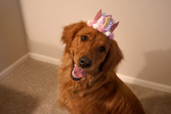 Our Oakley girl is 1!! She had the best day filled with all of her favorite things, and of course a little cake!📷
#Labrador_Retriever #Labrador #DogeDay #happybirthdaydog