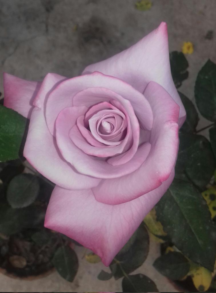 HARAPRI82455198's tweet photo. Beauty of Nature.. 🌷 https://t.co/skYr9HnPQ4