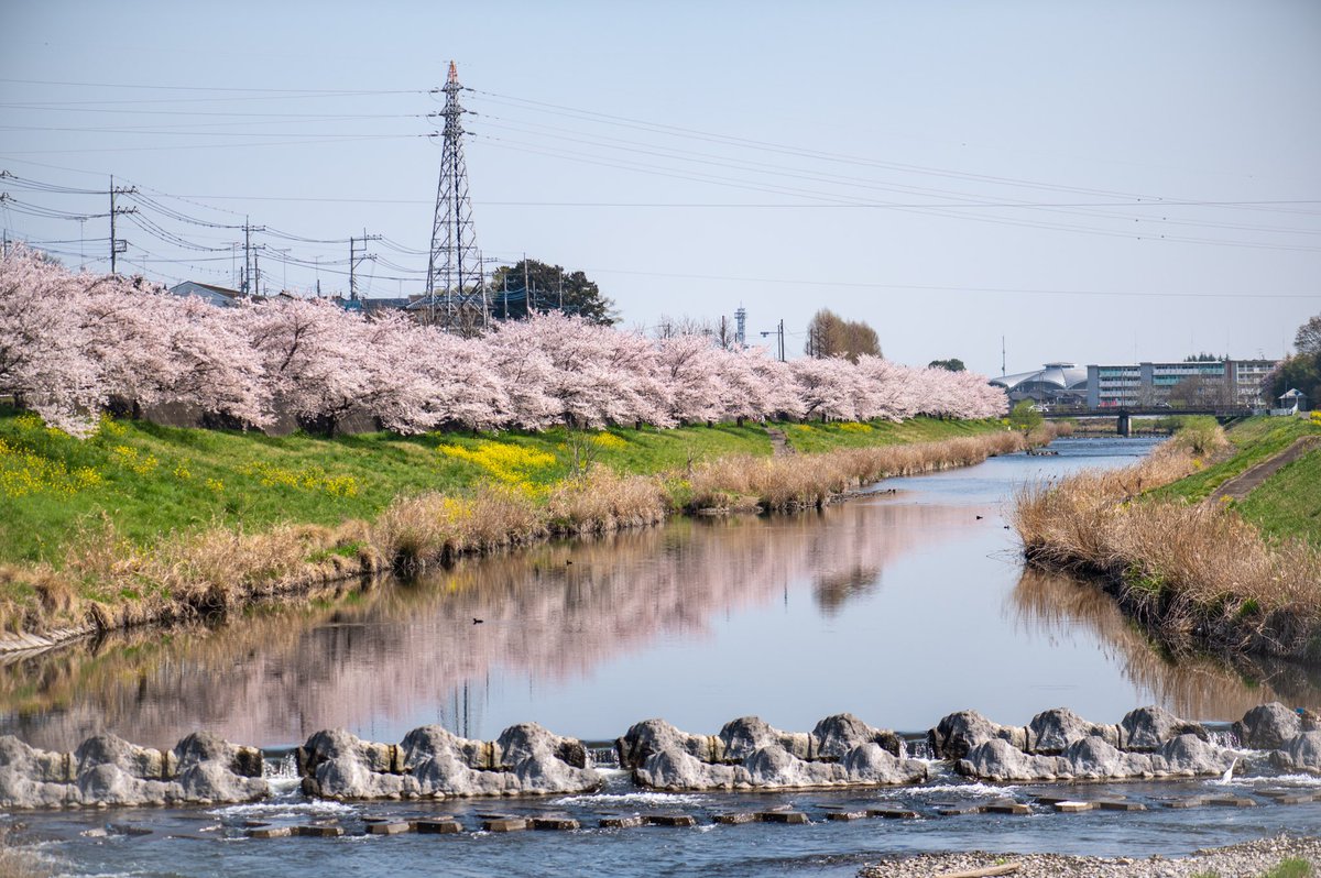 CharPhotograph's tweet photo. 今年は桜が開花したと思ったら雨…
あっと言う間に過ぎた気がする https://t.co/BD2mJ8ORx9