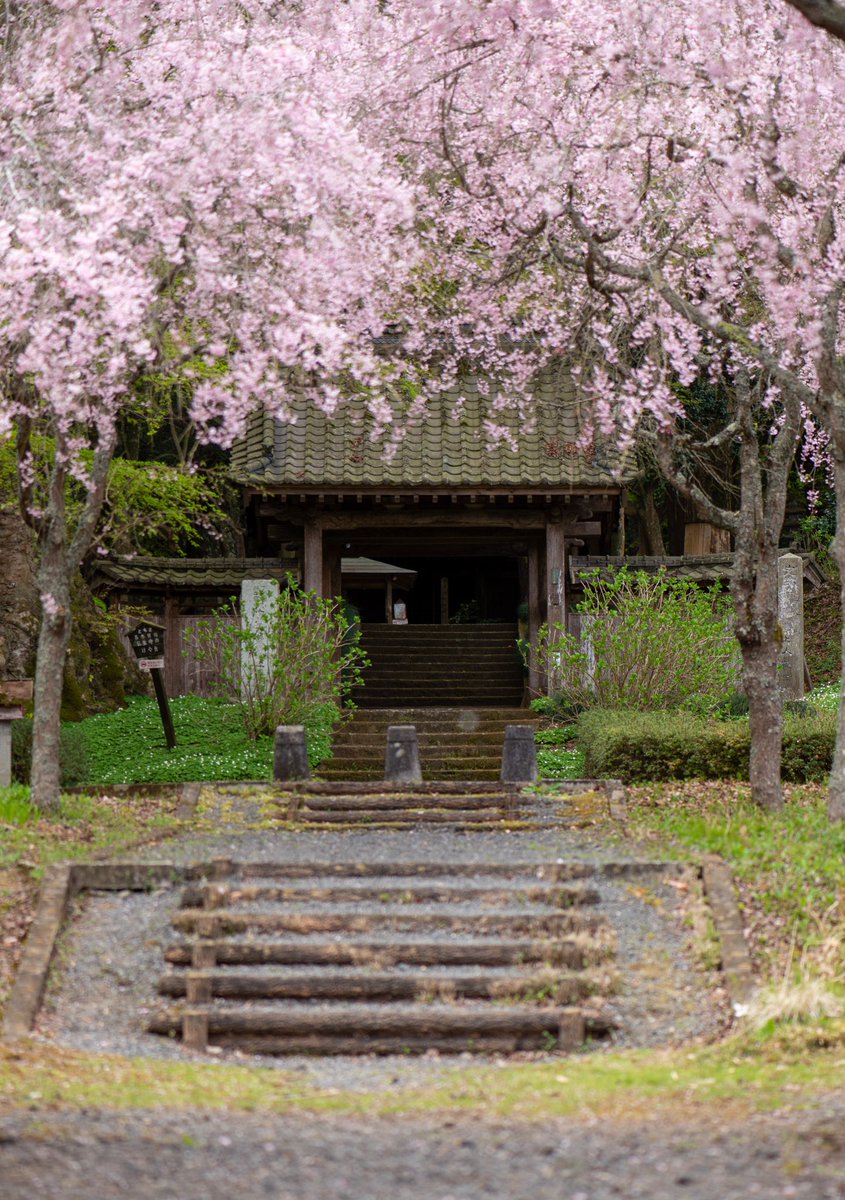 CharPhotograph's tweet photo. 今年は桜が開花したと思ったら雨…
あっと言う間に過ぎた気がする https://t.co/BD2mJ8ORx9