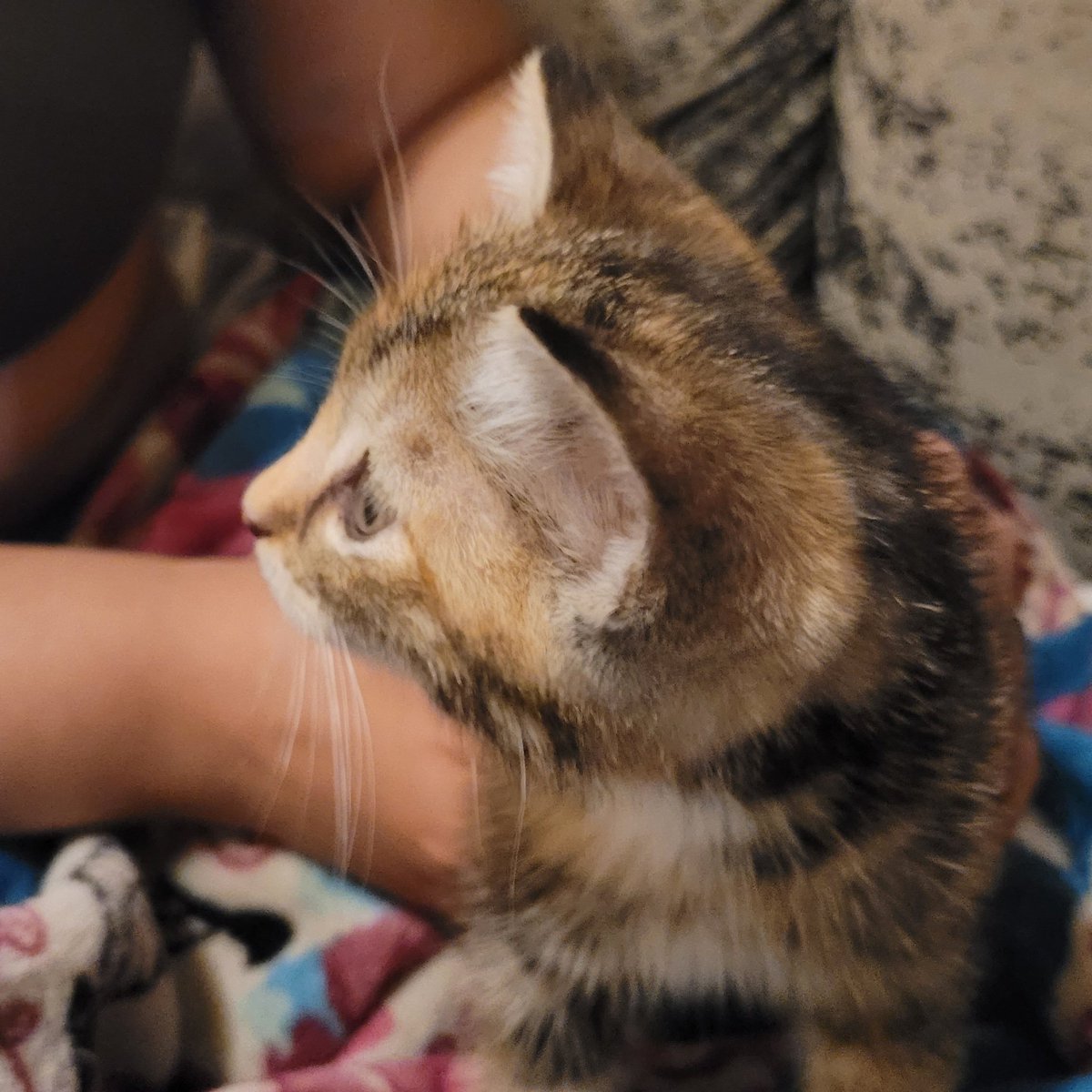 GeekXpop's tweet photo. Hey, fam! Say hello to the newest member of the Cardenas household - Cresselia Ray. She's a 5-week-old kitten, and she's just the cutest. We're happy to have her join our family. #newkitty #neko #catfamily https://t.co/ceGSKCqUBm