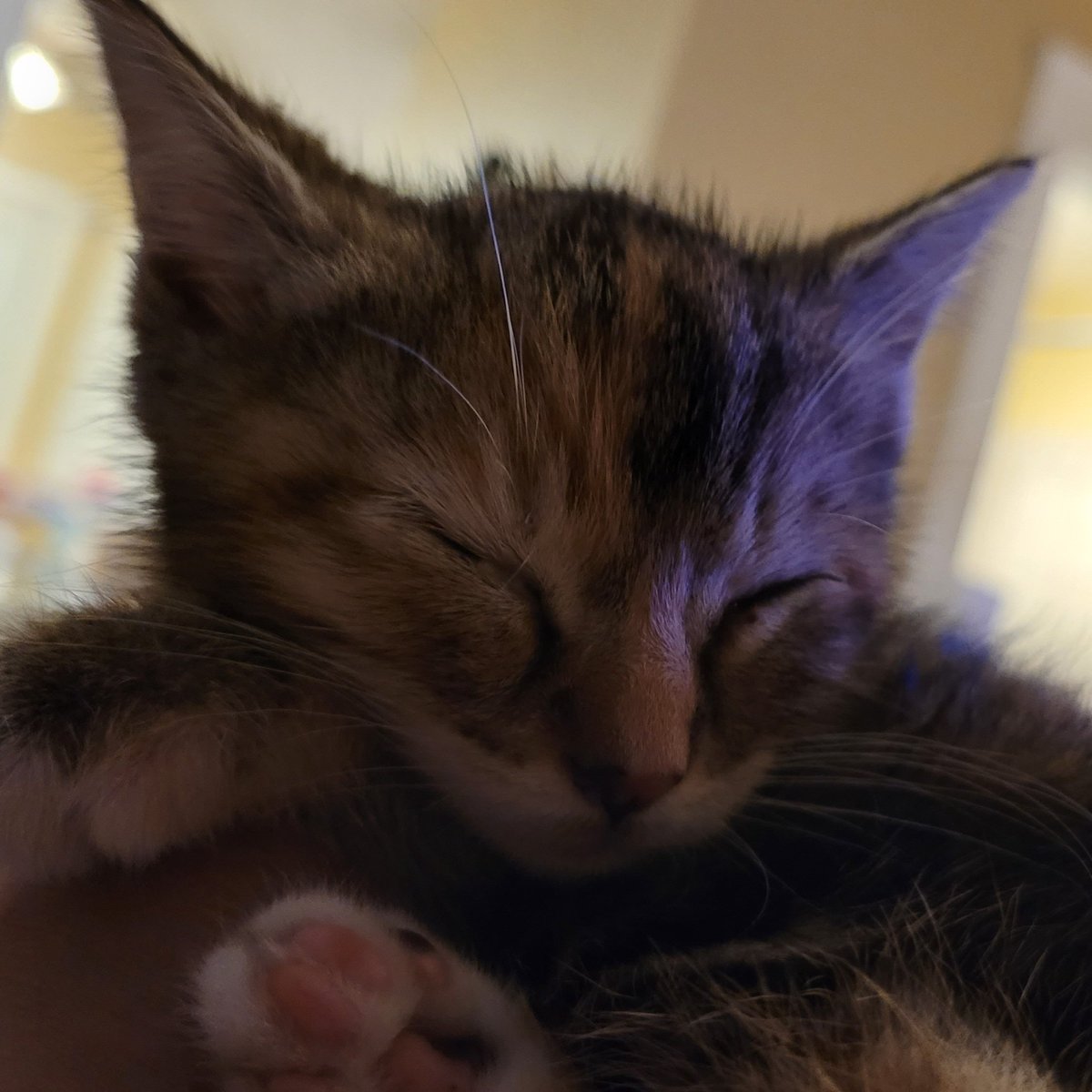 GeekXpop's tweet photo. Hey, fam! Say hello to the newest member of the Cardenas household - Cresselia Ray. She's a 5-week-old kitten, and she's just the cutest. We're happy to have her join our family. #newkitty #neko #catfamily https://t.co/ceGSKCqUBm