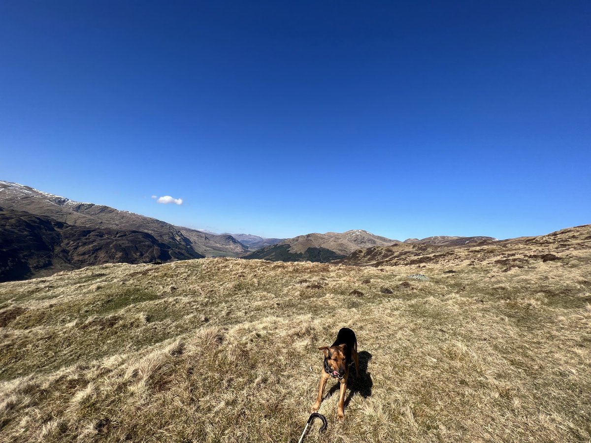 fotheringham07's tweet photo. 2 day 2 men wills and me 3 dog I’ve covered 28.6 miles over 6000 calories 6000 acres 700+ewes pleased with my sons first father. But I’m knackered 😴 https://t.co/R9ajZasdJb