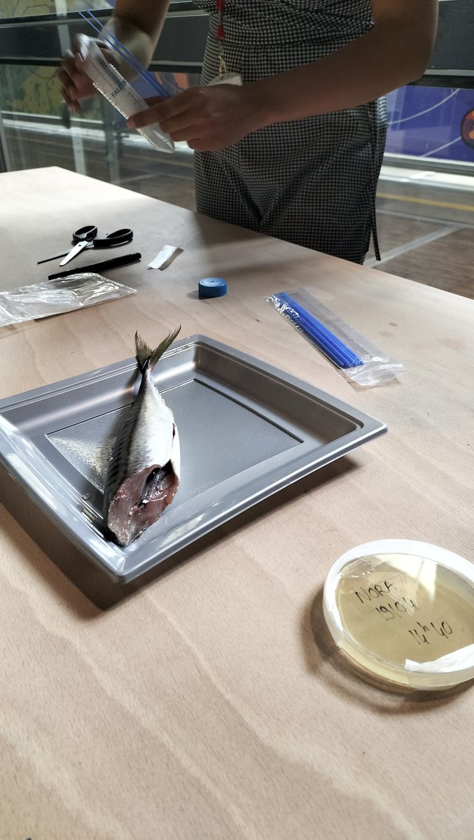 LerouyerValerie's tweet image. Quel rapport entre un étal de poissonnerie et des boîtes de Pétri ? La #bioluminescence...! 😍 Jusqu&apos;à dimanche, venez découvrir ce phénomène biologique captivant à la @citedessciences 🐟🐠🪼🧪🧫