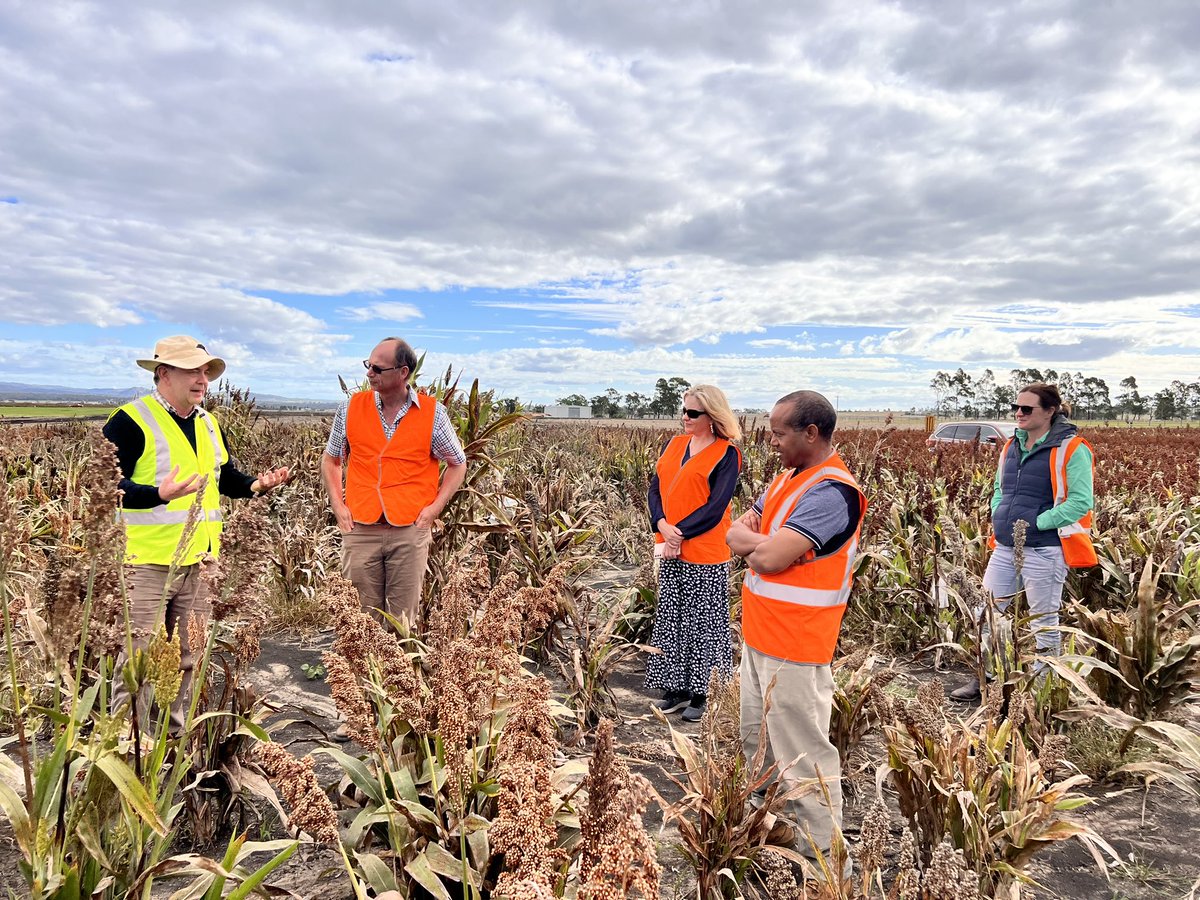 Geetika_95's tweet photo. Field visit with Team from Advanta at Hermitage Research Station. @QAAFI @UQ_News https://t.co/nXHuBnLEwK