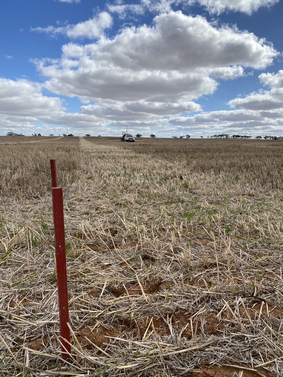 JasonBrand's tweet photo. Woomelang Pulse Agronomy site 23. Pegged, pathways, knockdown, sampled ✅. Ready for sowing- New varieties (lentils, beans, chickpeas, peas) disease management, herbicide tolerance/weeds &amp; more. @DMAg_consultant @agrokate @kbhobbo @FanningJosh_ https://t.co/S91oh08SjV