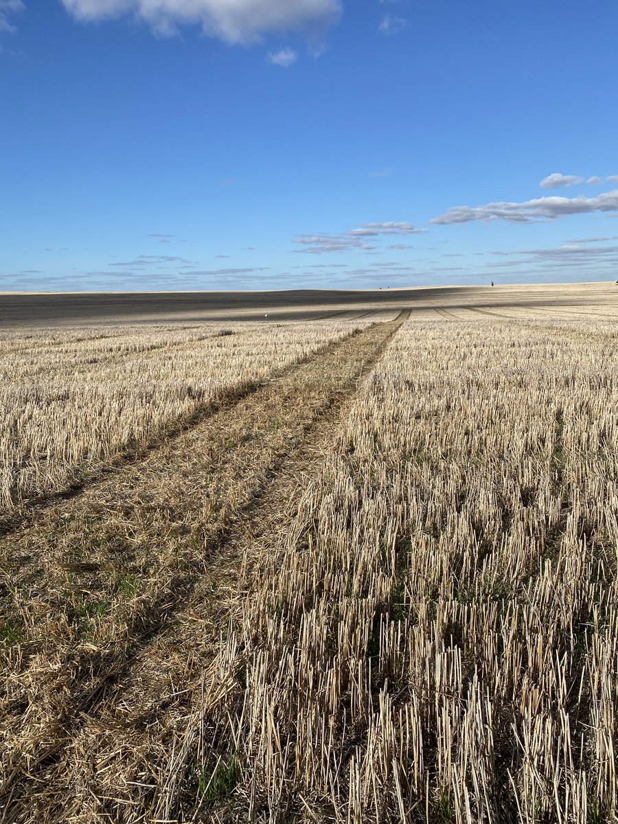JasonBrand's tweet photo. Woomelang Pulse Agronomy site 23. Pegged, pathways, knockdown, sampled ✅. Ready for sowing- New varieties (lentils, beans, chickpeas, peas) disease management, herbicide tolerance/weeds &amp; more. @DMAg_consultant @agrokate @kbhobbo @FanningJosh_ https://t.co/S91oh08SjV