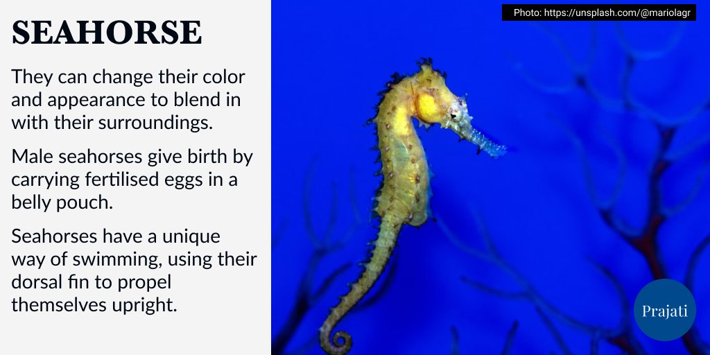 WePrajati's tweet image. Some species of seahorses can change gender, with females transforming into males as they age. 

#seahorse #horse #sea #photography