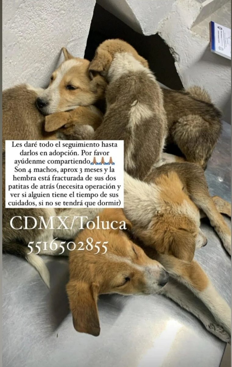 reevesmason1's tweet photo. RT @amilindaheidi: Una disculpa, pero si podrían compartir o si quisieran adoptar 🙏🏻🙏🏻 https://t.co/hMAzTvdvHS