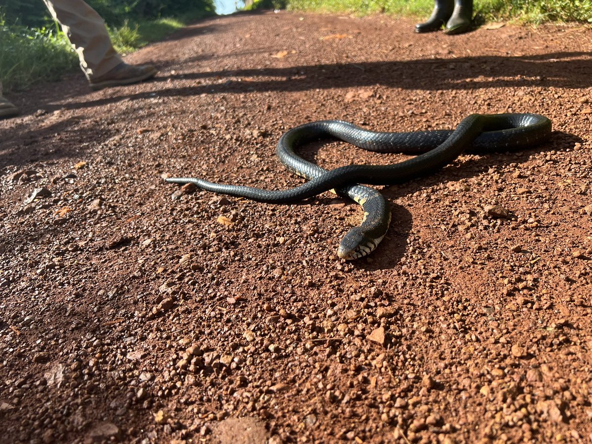 A five foot spitting cobra on our walking path this morning