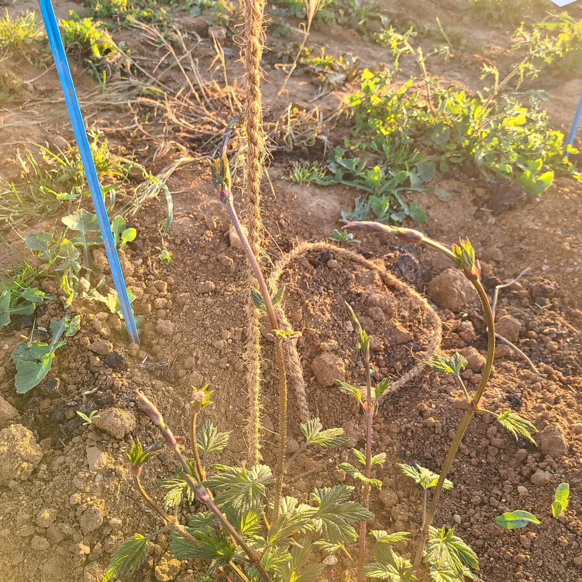 Murail Emmanuel (@emmanuelmurail) on Twitter photo 🤩😎Cette plante #houblon est incroyable !! C'est parti pour l'escalade le long du fil tuteur 🌱 Rdv en haut dans 2 mois #production agricole et #energie compatible. #Agrivoltaïsme <a href="/qenergyfrance/">Q ENERGY France</a>
<a href="/ChambagriPdL/">Chambres agri PdL</a> @ChLambert_FNSEA <a href="/rousseautrocy/">Arnaud Rousseau</a> <a href="/DepVendee/">Département Vendée</a> <a href="/PrefetVendee/">Préfet de la Vendée 🇫🇷</a> <a href="/FDSEAVendee/">FDSEA Vendée</a> 🤩😎Cette plante #houblon est incroyable !! C'est parti pour l'escalade le long du fil tuteur 🌱 Rdv en haut dans 2 mois #production agricole et #energie compatible. #Agrivoltaïsme <a href="/qenergyfrance/">Q ENERGY France</a>
<a href="/ChambagriPdL/">Chambres agri PdL</a> @ChLambert_FNSEA <a href="/rousseautrocy/">Arnaud Rousseau</a> <a href="/DepVendee/">Département Vendée</a> <a href="/PrefetVendee/">Préfet de la Vendée 🇫🇷</a> <a href="/FDSEAVendee/">FDSEA Vendée</a>