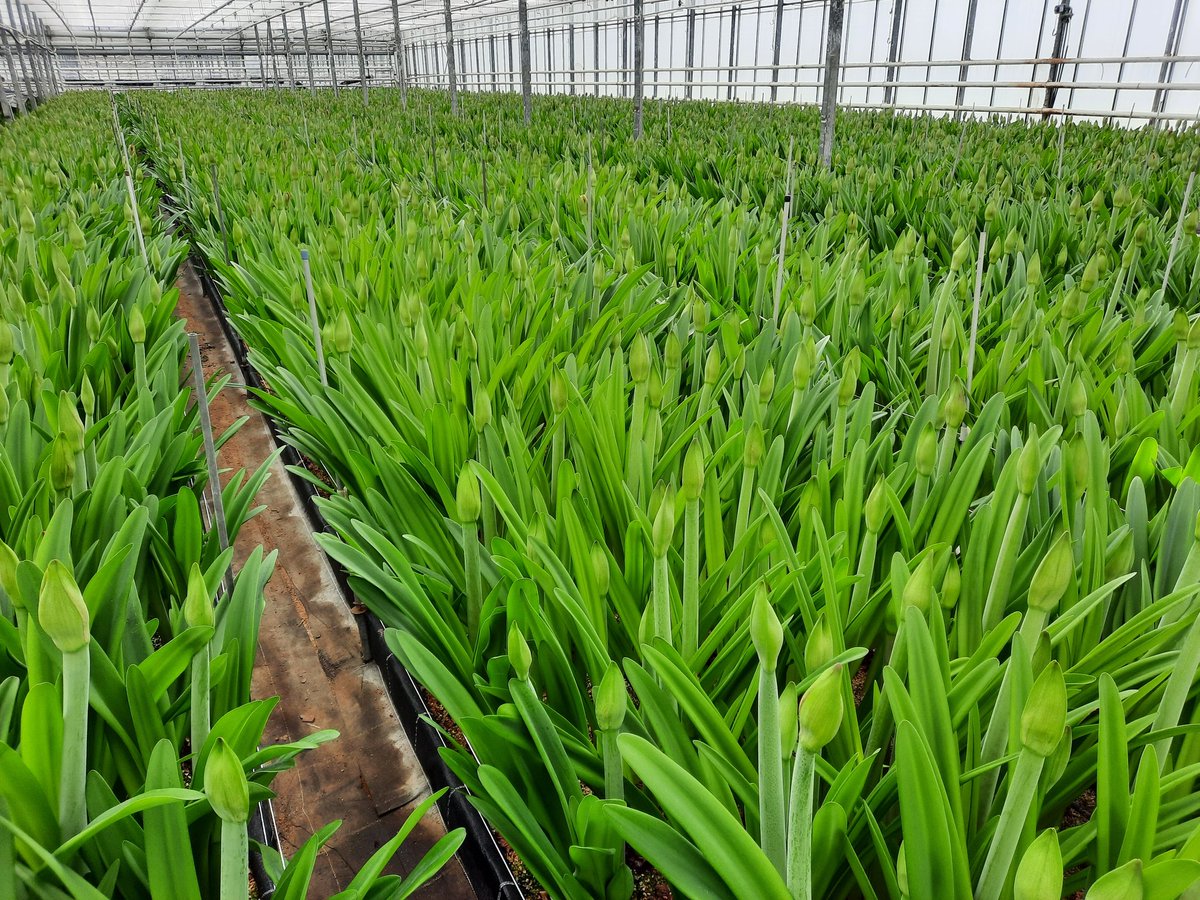 Amaryllis komen er weer volop aan in langere lengte.
Ferrari,Mont Blanc, Naranja, Megastar,Barbados, Bouquet, Nymph, Showmaster  <a href="/VermeulenGerard/">Klok 1 Naaldwijk</a> <a href="/Luushooyman/">@Luus RFH (klok)</a>