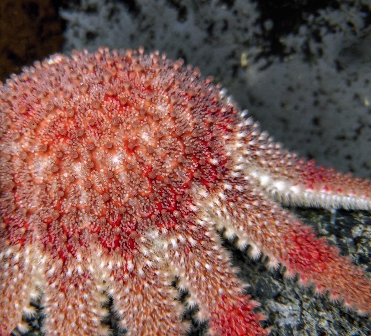 Today we wanted to highlight one of our own PhD student's work studying sea star wasting disease #SSWD @samdgs_hav 🧵(1/10)