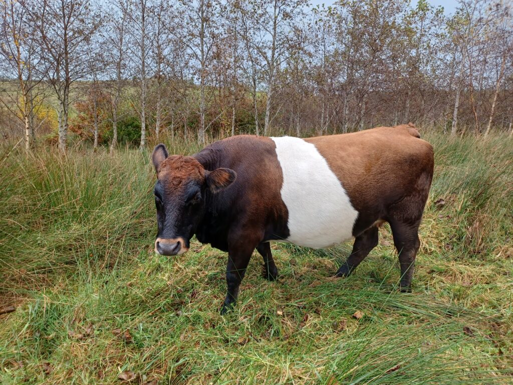 As part of the #agroforestryopenweekend we have some exciting farms participating in #ireland 
Inc. <a href="/Ragna90487803/">Cloontabonnive</a> and her 11ha farm that has been steadily increasing the number of #treesonfarms since 2013. Booking essential! For more info head to agroforestryopenweekend.org