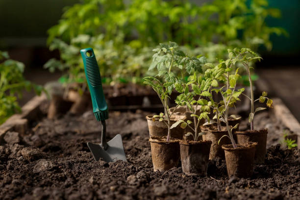 NRCS_NC's tweet image. You can plant a home garden in your yard or in a small space like a windowsill or balcony. @USDA has some great gardening advice at bit.ly/41IwamZ.
#Conservation #AgTwitter #NationalGardenMonth