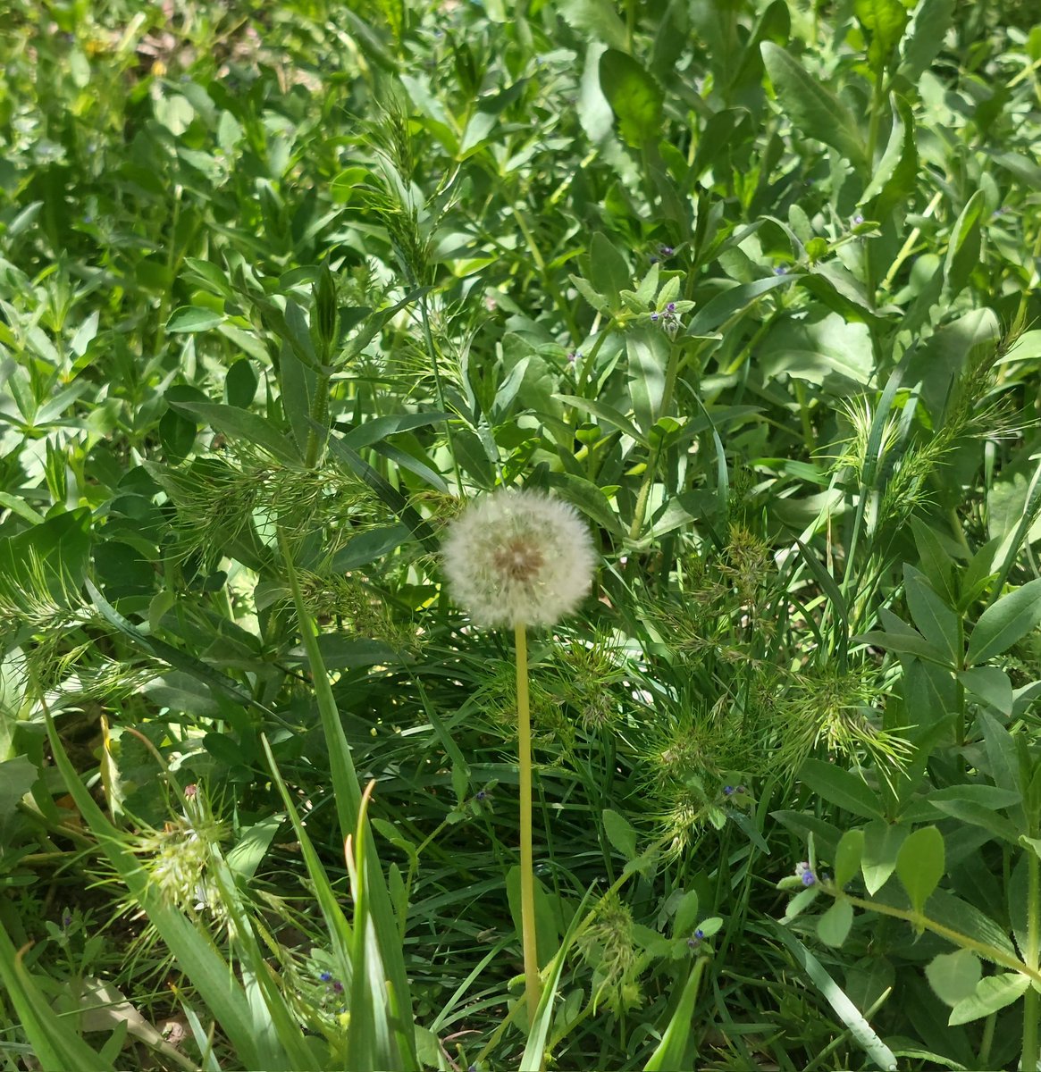 AliRFereidunian's tweet photo. #قاصدک‌نگاری 
#dandeliongraphy https://t.co/Wlp4TGGPZV