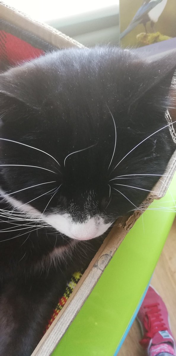 Dash_comma_'s tweet photo. Please admire my handsome whiskers, https://t.co/wmzzmZfRxL