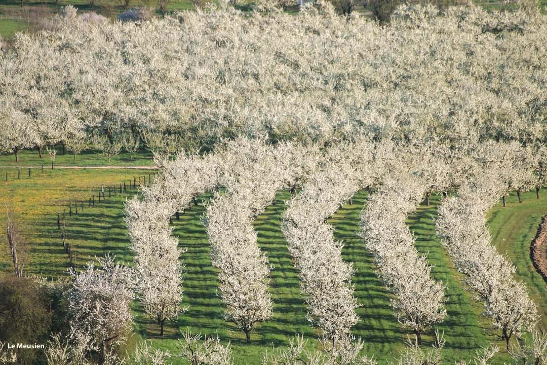 CindyAdolphe's tweet image. Je partage ce que le reste du monde nous envie 😬 la #mirabelle. Ici verger en fleur pris en photo depuis Hattonchatel par #LeMeusien qu on remercie 🤩 #LorraineQueJAime #CeuxQuiFontLesFruits