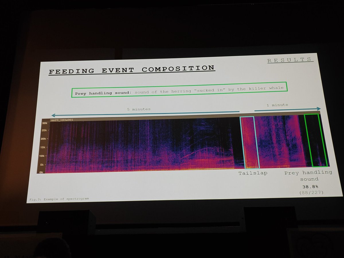 melanthropics's tweet image. Prey handling sound found! and herding call too. Look at the tail slap sound there! 

#ECSconference2023