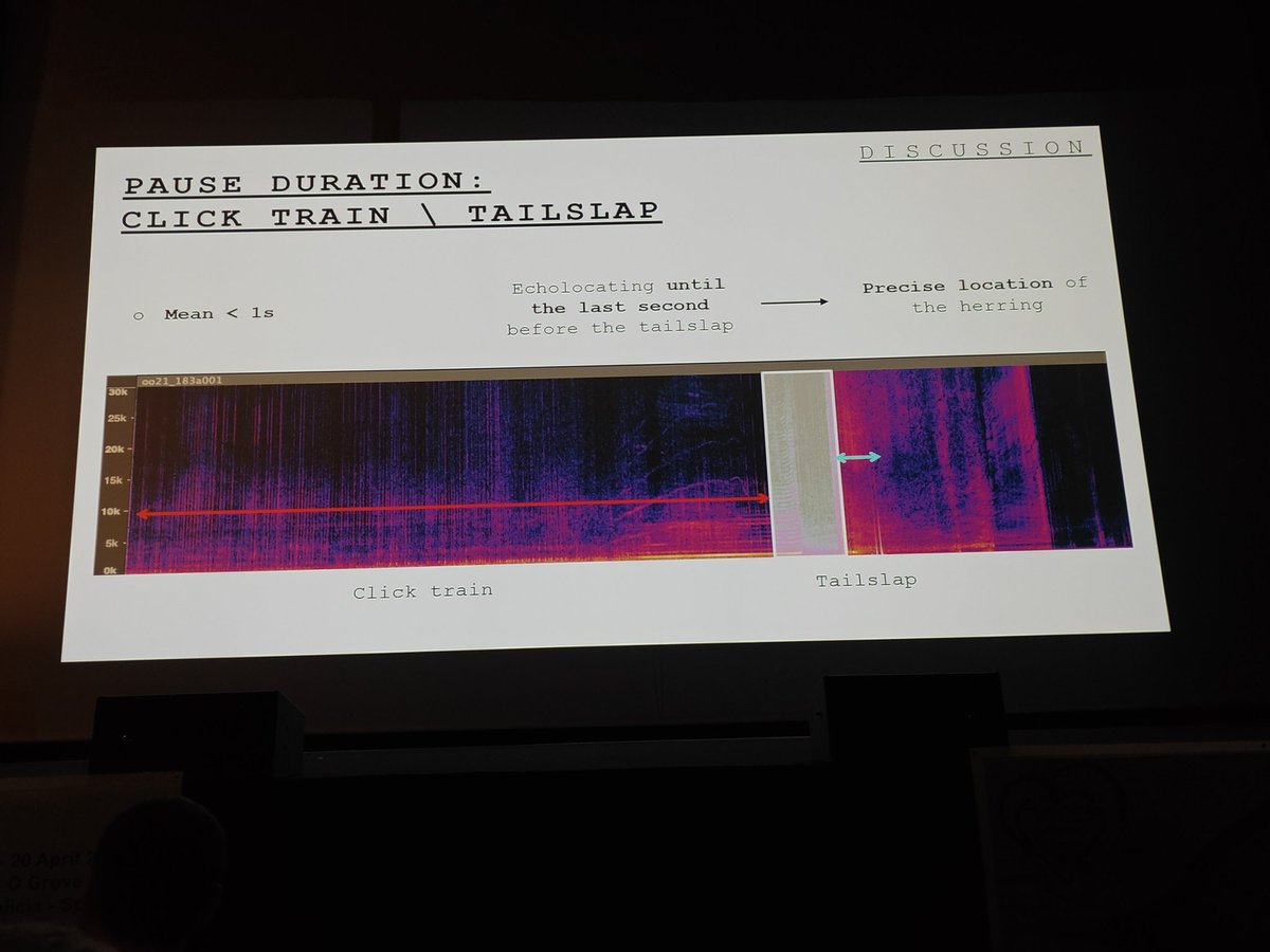 melanthropics's tweet image. Prey handling sound found! and herding call too. Look at the tail slap sound there! 

#ECSconference2023