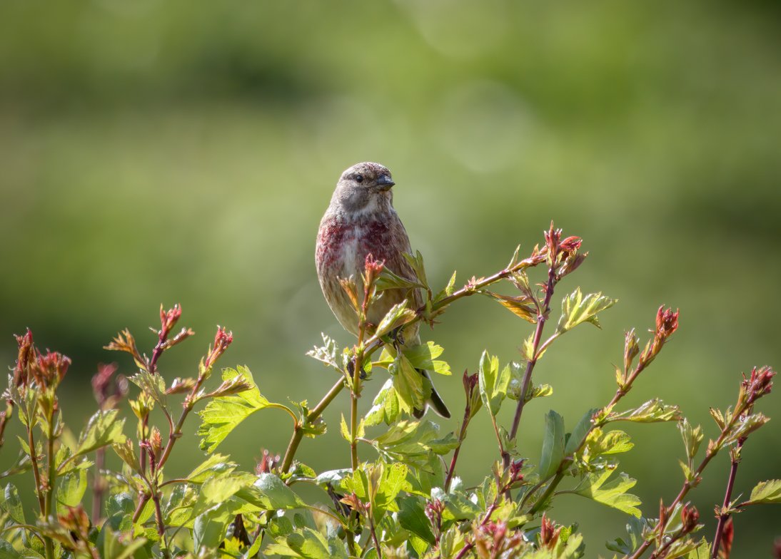 WWTCastleEspie's tweet photo. A pair of #Linnet were spotted on the Brickworks recently, collecting nesting material and feeding together. 

To read more about our recent sightings click below 👇
https://t.co/M2na3jeKOG

#TwitterNatureCommunity #birdwatching #ExperienceAND #VisitAND #EmbraceAGiantSpirit https://t.co/EQ9nc4qMMv
