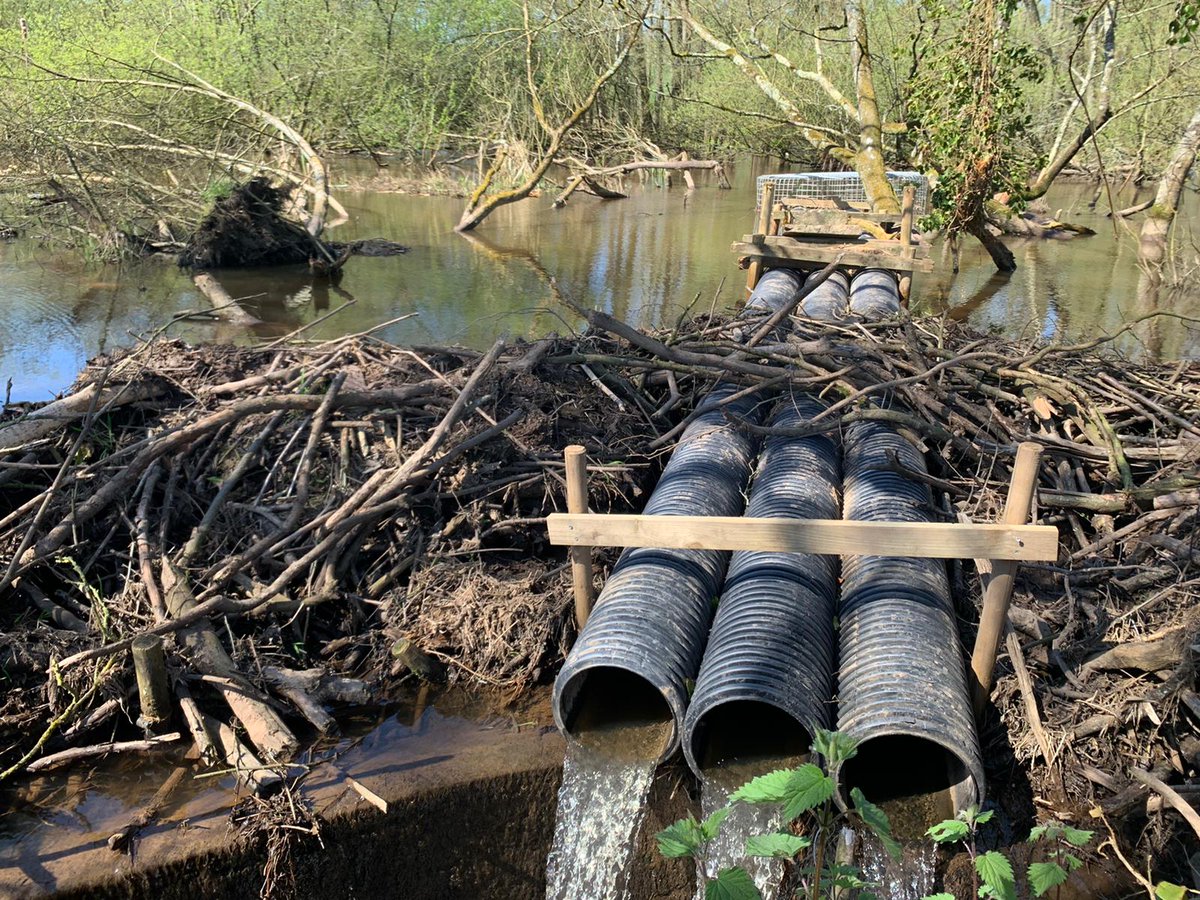 BeaverTrust's tweet photo. The sites tours around Devon for #BeaverConference23 are in full swing!

@DevonWildlife / @ExeterGeography show delegates areas where beavers are living wild to see the benefits they bring &amp; better understand management challenges they can create > &amp; what can be done to mitigate. https://t.co/rs0n12UrFx