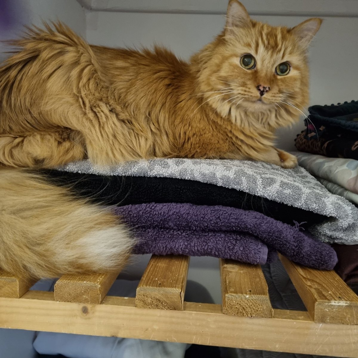 diane lloyd on Twitter "Just found my Rocky Boy in the linen cupboard