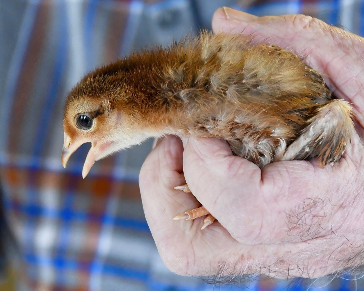 MonaLisaLvsHeah's tweet photo. Dick's chicks 2023: At 2 wks old our Easter Egger chicks, who we've named The Roxannes, are thriving under their red heat lamp &getting bigger w/lanky legs as they feather out. Here are 2 of the 6 w/their different colorations & "eye liner": #springchicks๐ฃ #chickens #hobbyfarmer https://t.co/uzcNIU28ff