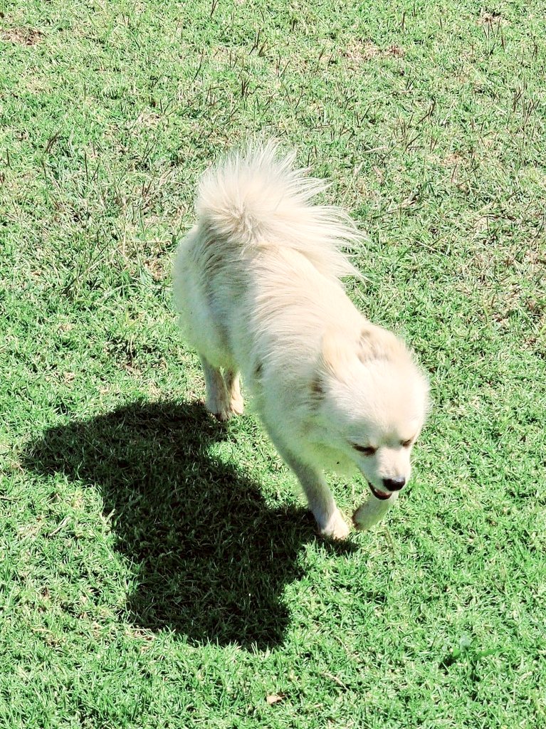 SlickAllosKnnls's tweet photo. Helps us wish a gargantuan happy birthday to 2 of our own who turn 2 today; liter-mates miss Kokoe & man like Jadah.. The entire kennel wags its tails coz we love you!
Slick Allos Kennels
Maltese, Pomeranian, German Spitz & Jack Russell breeding kennels
#ToyDogsOrNoDogs π
π© https://t.co/DZUQzjqiaV