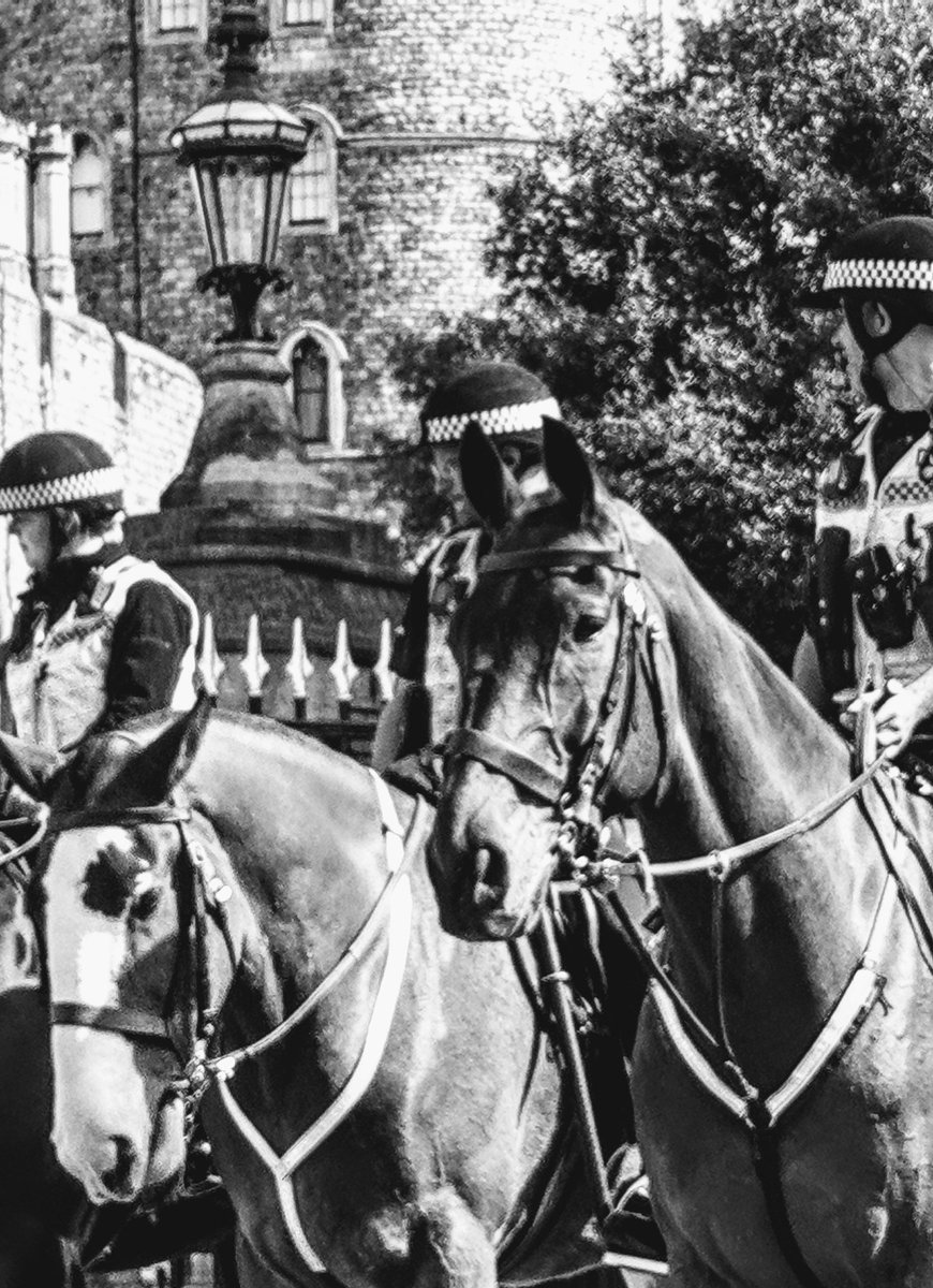 Kathy__Anderson's tweet image. A few more photos of the lovely horses from @TVP_horses in #Windsor this morning. #changingoftheguard #windsorcastle