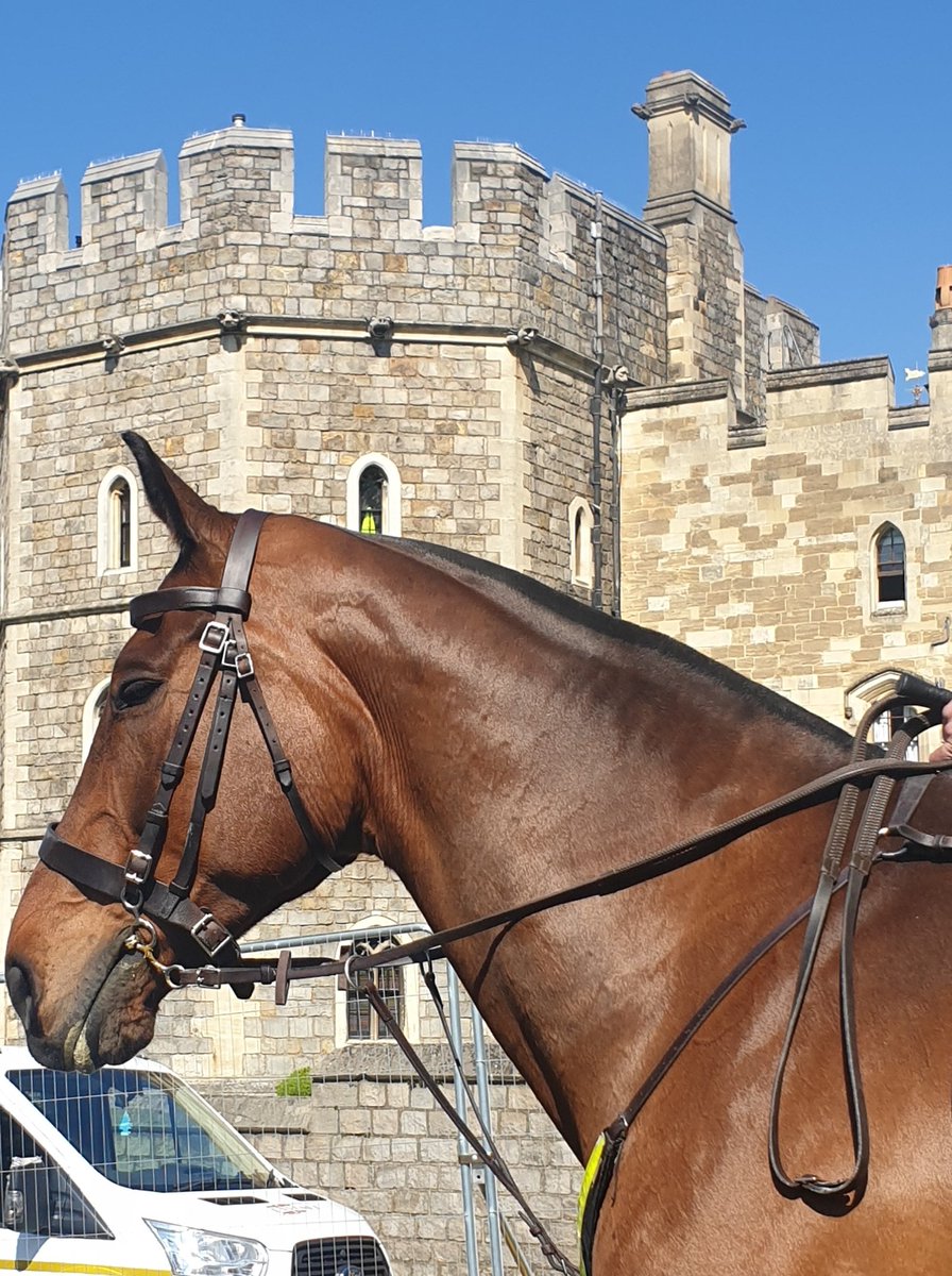 A few more photos of the lovely horses from @TVP_horses in #Windsor this morning. #changingoftheguard #windsorcastle