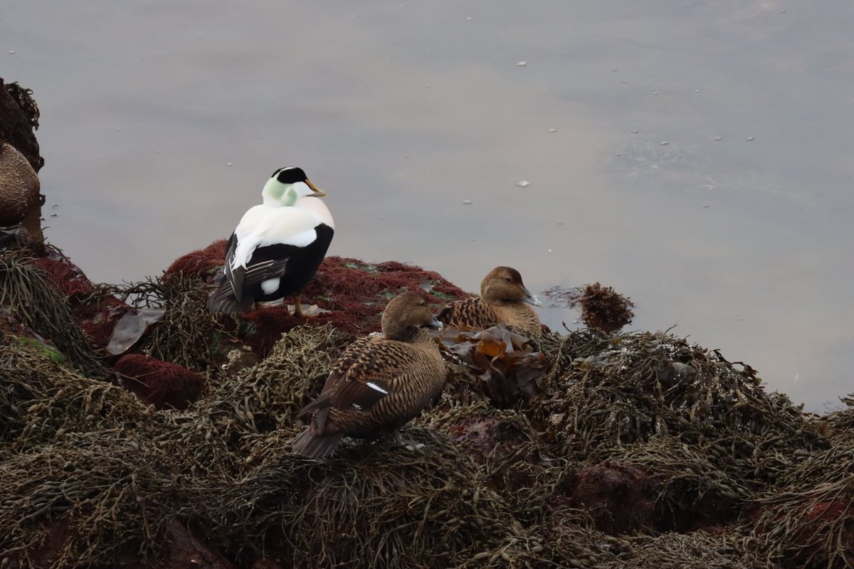 First day of summer #ducks #seabirders