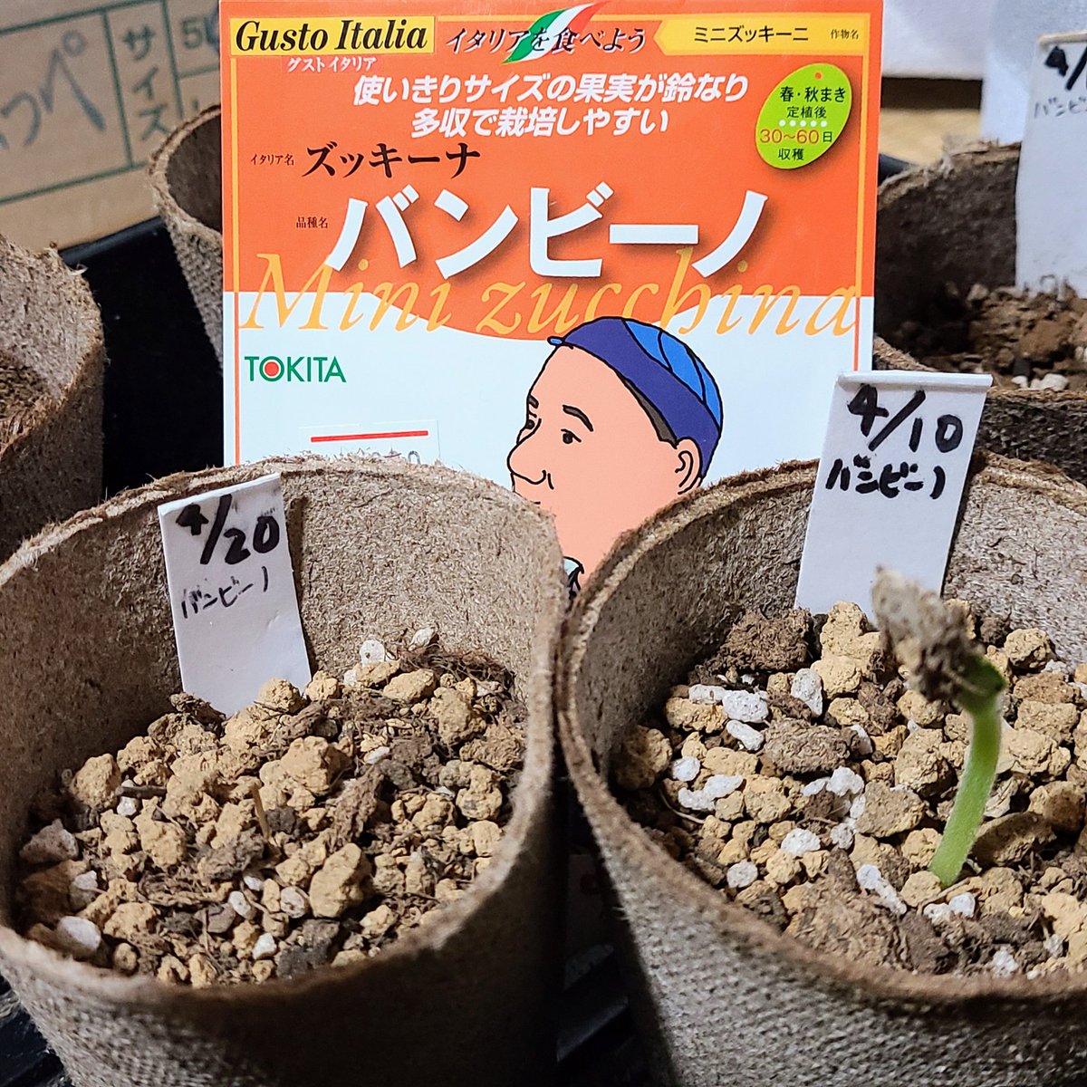 SaeCue's tweet photo. 3つ目の #バンビーノ 蒔いた😊
1つ目は発芽したよ🌱
#ミニズッキーニ #ズッキーニ #トキタ種苗 #グストイタリア #minizucchini #zucchini #TOKITA #GustoItalia https://t.co/fvgftQC8V5